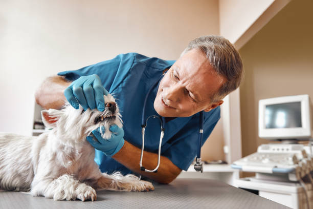 Best Same-Day Emergency Dental Services in Belmont, VA